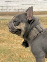 French Bulldog Puppies for sale in Martindale, TX 78655, USA. price: $6,500