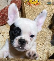 French Bulldog Puppies for sale in Vidalia, GA, USA. price: $2,500