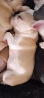 French Bulldog Puppies for sale in Auburn, California. price: $2,500
