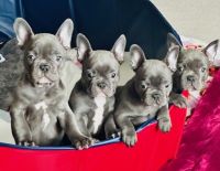 French Bulldog Puppies for sale in Madisonville, Kentucky. price: $2,500