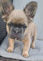 French Bulldog Puppies for sale in Sacramento, California. price: $2,500