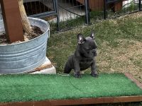 French Bulldog Puppies for sale in Kyle, Texas. price: $1,800