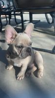 French Bulldog Puppies for sale in Bakersfield, CA, USA. price: $2,000