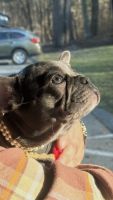 French Bulldog Puppies for sale in Framingham, Massachusetts. price: $4,500
