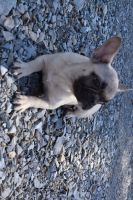 French Bulldog Puppies for sale in Caulfield, MO 65626, USA. price: $1,500
