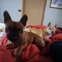 French Bulldog Puppies for sale in Sandpoint, Idaho. price: $2,000