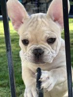 French Bulldog Puppies for sale in Murrieta, California. price: $3,000