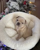 French Bulldog Puppies for sale in Albuquerque, New Mexico. price: $3,000