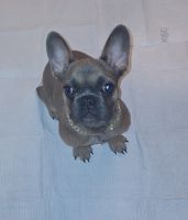 French Bulldog Puppies for sale in Victorville, California. price: $1,500