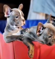 French Bulldog Puppies for sale in Miami, FL, USA. price: $1,500