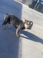 French Bulldog Puppies for sale in Las Vegas, Nevada. price: NA