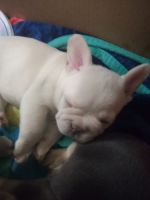 French Bulldog Puppies for sale in Sedgwick, Kansas. price: $5,000