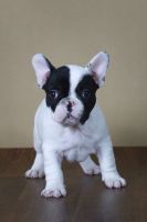 French Bulldog Puppies for sale in San Antonio, Texas. price: NA
