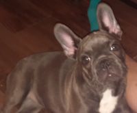 French Bulldog Puppies for sale in Mission Viejo, CA 92692, USA. price: $1,000