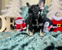 French Bulldog Puppies for sale in Cleveland, Ohio. price: $2,000