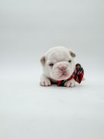 French Bulldog Puppies for sale in Houston, Texas. price: $6,500
