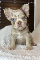 French Bulldog Puppies for sale in Springtown, TX 76082, USA. price: $25,000