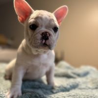 French Bulldog Puppies for sale in New York, New York. price: $700