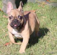French Bulldog Puppies for sale in Albion, Idaho. price: $1,500