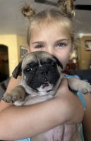 French Bulldog Puppies for sale in Yuma, Arizona. price: NA