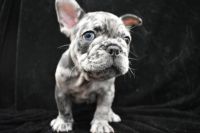 French Bulldog Puppies for sale in Los Angeles, California. price: NA