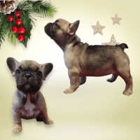 French Bulldog Puppies for sale in Oil City, Pennsylvania. price: NA