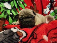 French Bulldog Puppies for sale in Knoxville, Tennessee. price: $1,800