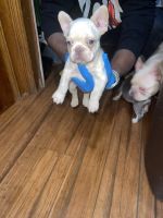 French Bulldog Puppies for sale in Houston, Texas. price: $9,500