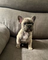 French Bulldog Puppies for sale in Richmond, Michigan. price: $2,000