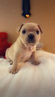 French Bulldog Puppies for sale in Albuquerque, New Mexico. price: $8,000