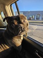 French Bulldog Puppies for sale in Berkley, MA 02779, USA. price: $8,000