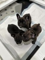 French Bulldog Puppies for sale in Anaheim, California. price: $7,000