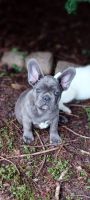 French Bulldog Puppies for sale in Williamsburg, VA, USA. price: $3,500