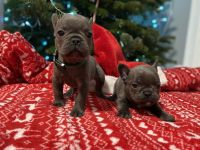 French Bulldog Puppies for sale in Puyallup, Washington. price: $5,000
