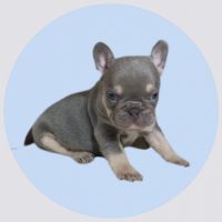 French Bulldog Puppies for sale in San Marcos, Texas. price: $6,500