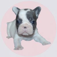 French Bulldog Puppies for sale in San Marcos, Texas. price: $8,500