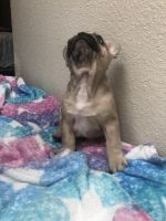 French Bulldog Puppies for sale in Modesto, California. price: $1,400