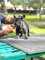 French Bulldog Puppies for sale in 7329 NW 56th St, Miami, FL 33166, USA. price: $1,400