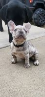 French Bulldog Puppies for sale in Escondido, CA, USA. price: $2,000