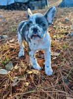 French Bulldog Puppies for sale in Birmingham, Alabama. price: NA
