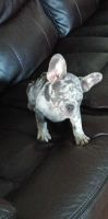 French Bulldog Puppies for sale in Chico, California. price: NA