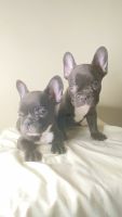 French Bulldog Puppies for sale in Atlanta, Georgia. price: $15,003,000