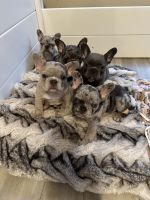 French Bulldog Puppies for sale in Sewell, New Jersey. price: $3,000