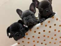 French Bulldog Puppies for sale in Mobile, Alabama. price: $3,000
