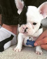 French Bulldog Puppies for sale in Kansas City, MO, USA. price: $600