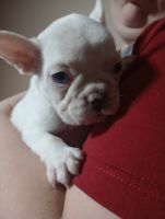 French Bulldog Puppies for sale in Alma, Arkansas. price: $1,400