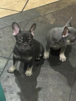 French Bulldog Puppies for sale in Eastvale, CA, USA. price: $2,500