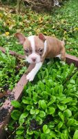 French Bulldog Puppies for sale in Cottage Grove, Oregon. price: $150,000