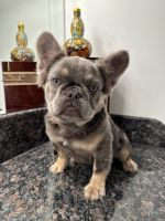 French Bulldog Puppies for sale in Fontana, CA 92336, USA. price: $4,500
