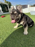 French Bulldog Puppies for sale in Fontana, CA 92336, USA. price: $3,000